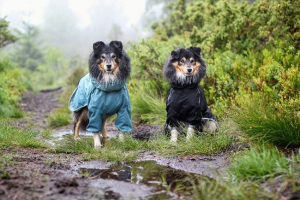 Kako ukloniti mjerenja s psom i odrediti veličinu? Kako ukloniti mjerenja s psom i odrediti veličinu?
